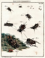 Tab XIII Sauterelles Locusts Grillons Cricket Rösel De Rosenhof Gravure 1746