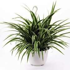 Variegated Spider Plant - Easy-Care Indoor Hanging Basket 1x 12cm Pot