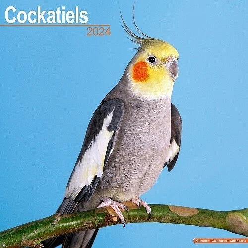 2024 COCKATIEL CALENDAR 16 MONTHS STUNNING eBay