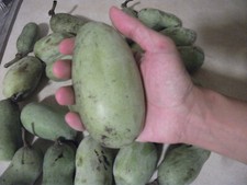 Pawpaw Tree Seed (Asimina triloba) fresh 2025 ~Paw Paw ~ 6 to 1200 seeds