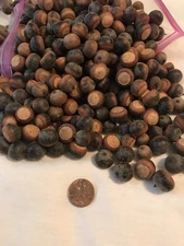 200 Oak Acorns Float Tested Seeds Squirrel Deer Feed Wildlife or Crafts 2025