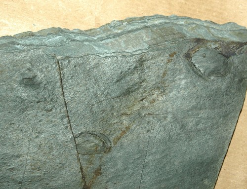 Ediacarian age fossils, Arctic Norway -SLAB with Aspidella sp. - Picture 3 of 7