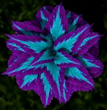 50 Heirloom Coleus Seeds Beautiful Mix Color Flower Plant.