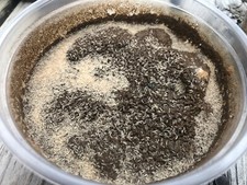 Live Temperate Springtails Collembola Mature Clay Cultures