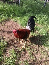  10 Fertile Live Hatching Eggs K31 0 