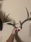 125 8 Point Deer Antlers Horns — photo 4