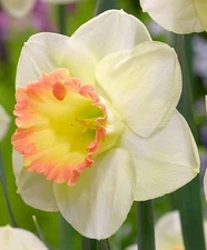 DAFFODIL MARTHA STEWART LARGE CUP (8) Flower Bulbs - SHOWY PERENNIAL COLOR