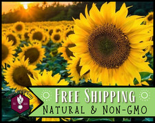 250 Sunflower Seeds Black Oil Flower Garden Seed Packet, Heirloom, Non-GMO