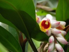 4 graines de GINGEMBRE COQUILLE (Alpinia Zerumbet)G577 SHELL GINGER SEEDS SAMEN