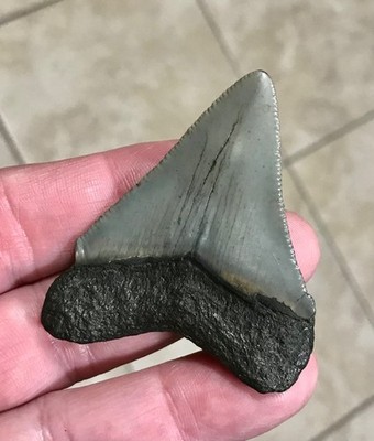SWEET & LESS COMMON - S.W. FLORIDA LAND FIND - CHUBUTENSIS SHARKTOOTH FOSSIL
