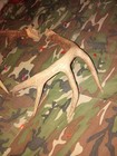 White Tail Deer Antlers — photo 5
