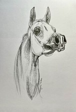 Original Drawing Art Pencil sketch arabian horse portrait 8”x10