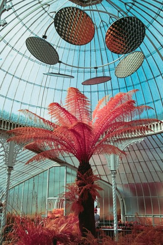IRChrome Aerochrome IR Infrared Chrome Fuji Fujifilm X mount APSC drop in style - Picture 8 of 11