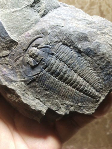Frühe kambrische Lederiki Trilobiten Fossilien aus Guizhou A07 - Bild 3 von 6