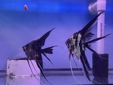 Proven Breeding Pair Marble Angelfish long Fin