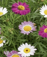 Margeriten Bunte Margeriten Mischung mehrjährig Samen