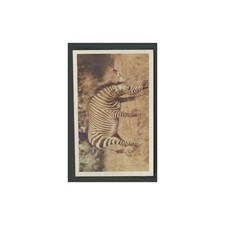 Mountain Zebra 1940 United Tobacco Co Our South African National Parks #23.0 EX