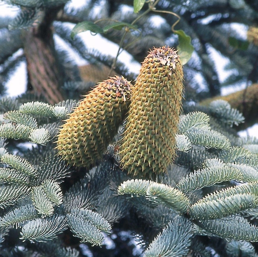 Free Shipping - Noble Fir Live Tree - 10-16" Tall - Abies Procera Christmas Tree - Image 3 of 4