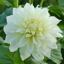 1 - WHITE PERFECTION Large Decorative Dahlia Bulb Tuber Clump DINNERPLATE SIZE