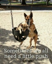 German shepherd  funny refrigerator magnet 3 1/2 x 4 1/2