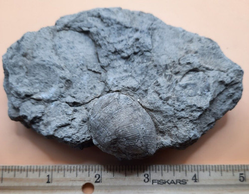 High Relief Fossil Brachiopod on Ancient Sea Floor Bangor Limestone , Alabama
