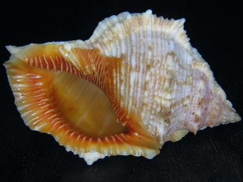 BURSA "BUFONARIA" FOLIATA: EXTRA-DARK ORANGE APERTURE @ 68.28MM!