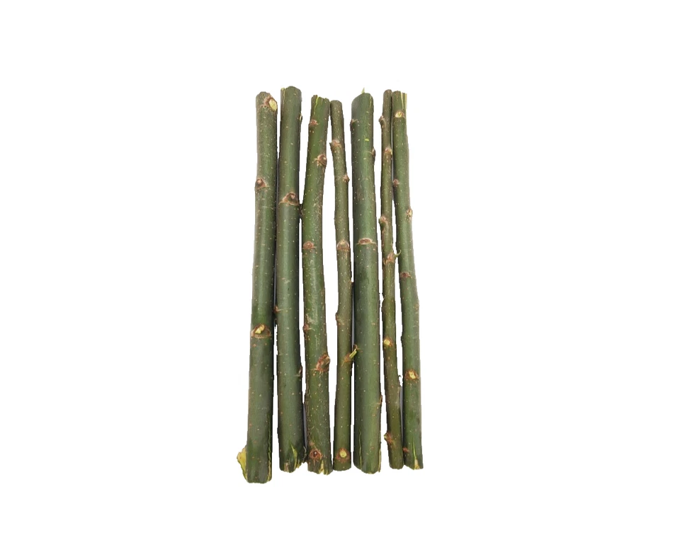 Austree Hybrid Willow Tree Cuttings 120 Pack Fast-Growing Privacy Screen & Wind - Image 4 of 4