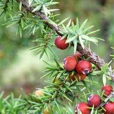 SEMI - ginepro pungente - ginepro cedro Juniperus oxycedrus 10+ semi E 309