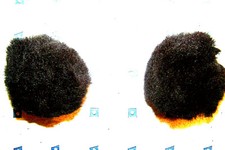 Two Pair 4 AQHA Legal Show Parade Mounted Shooting Horse Equine Ear Plugs Black