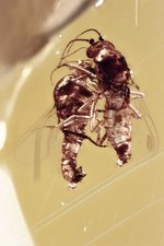 EOHELEA Biting Midges MATE GUARD OR JUST AFTER Fossil BURSZTYN BAŁTYCKI + HQ P 260204