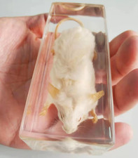 REAL MOUSE In Resin Block MOUSE Oddities Weir...