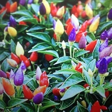 FRESH spicy Ornamental Peppers Easy RAINBOW of COLORS on plant  USA 20+ ct seeds