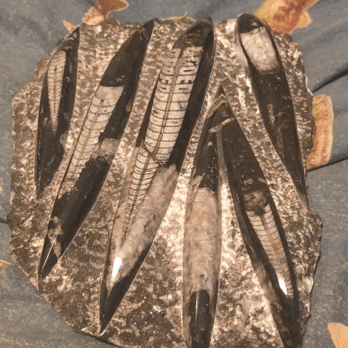 Orthoceras Straight Nautiloid Fossil in Matrix Rock Specimen