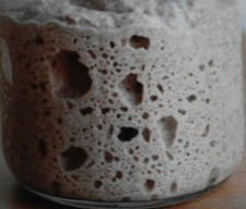 sourdough starter from the san francisco wharf culture yeast flour dough bonanza