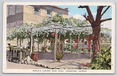 World's Largest Rosebush White Lady Banksia Rose Tree Inn Tombstone Arizona
