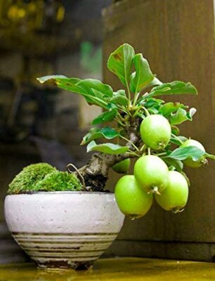 ficus arten bonsai Bonsai Ficus 'Ginseng' - Ficus microcarpa ginseng