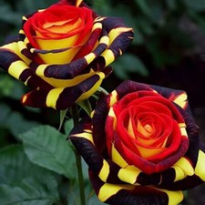 100 ROSE DARK RED FLOWER SEEDS rare exotic plant garden for germination