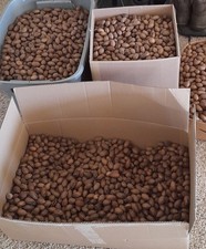 Fresh Paper Shell Pecans in shell bulk blowout sale free shipping