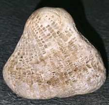 Crystallized Honeycomb Coral 207g Favosites Fossil with Druzy Vugs Lake Michigan