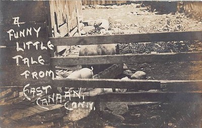 EAST CANAAN, CT ~ PIGS IN PEN, COMIC IMAGE, DEMARS REAL PHOTO PC, used 1908