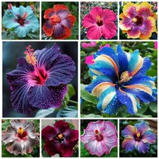 Hibiscus Flower Seeds for Planting - 200 Hibiscus Seeds Perennial Giant Flow...