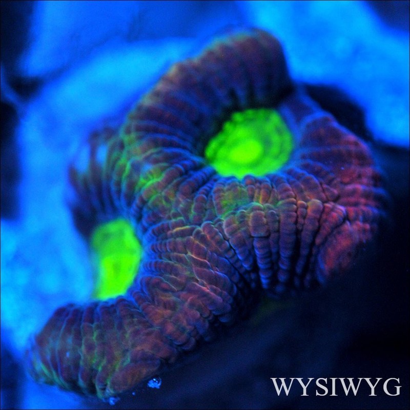 Corals of Eden ~ WYSIWYG Live Coral Frag ~ Dragon Soul Favia ~ LPS