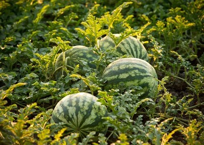Crimson Sweet Watermelon Seeds - For 2026 Planting AAS Winner Green Dark  Striped | eBay