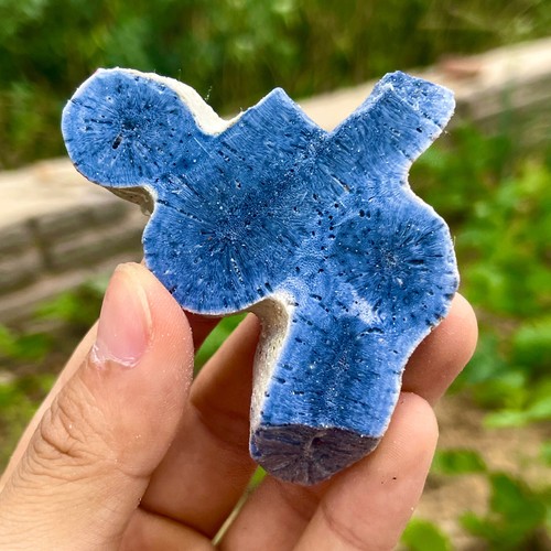 66G Natural Blue Coral Reef Cluster Marine Mineral Crystal Specimen - Imagen 2 de 10