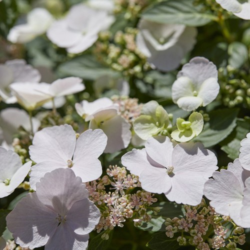 Flowering Shrub, Hydrangea Runaway Bride, White Blooms, 1x 14cm Pot 20-25cm Tall - Picture 8 of 20