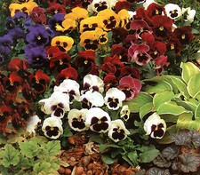 FLOWER PANSY GIANT SWISS MIXED 13,000 FINEST SEEDS BULK