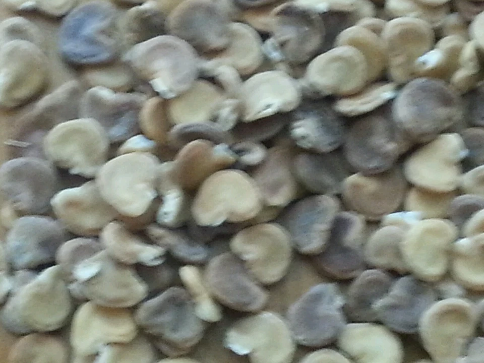 Trompeta Ángel Flores de Luna Blancas Datura Cultivada Naturalmente Orgánica AHORA 200 Semillas Foto 4 de 4