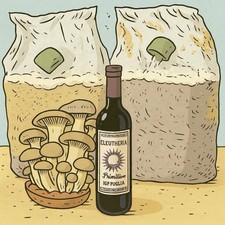 1 Fungaia funghi Pleurotus Cardoncelli + vino Primitivo Pugliese Eleutheria