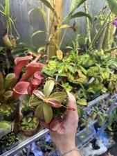 Nepenthes Gaya — tropical pitcher plant — carnivorous Pitcher Plant