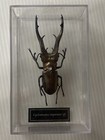 Large Cyclommatus Imperator Prodotto Per Collezionisti In Plaxi-Glass Case 85 mm — photo 1